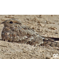  گونه شبگرد مصری (Egyptian Nightjar)